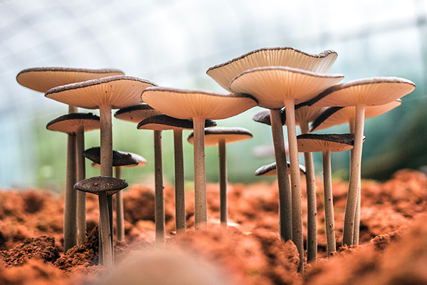 SJ105-Home-mushrooms