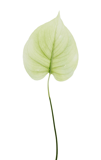 love-leaf